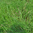 Habitusfoto Carex acuta aggr.