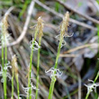 Portraitfoto Carex alba