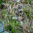 Habitusfoto Carex alba
