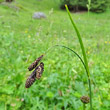 Portraitfoto Carex atrata subsp. aterrima