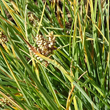 Portraitfoto Carex bicolor