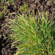 Habitusfoto Carex bicolor