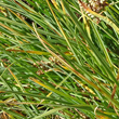 Blätterfoto Carex bicolor