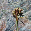 Fruchtfoto Carex bicolor