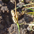 Foto von Besonderheit Carex bicolor