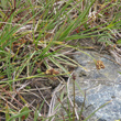 Stängel-/Stammfoto Carex bicolor