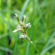 Blütenfoto Carex brizoides