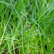 Foto von Besonderheit Carex brizoides