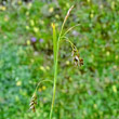 Portraitfoto Carex capillaris