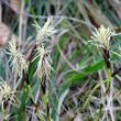 Portraitfoto Carex caryophyllea