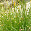 Blätterfoto Carex curvula