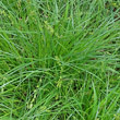 Blätterfoto Carex divulsa