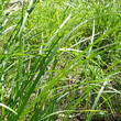 Blätterfoto Carex ferruginea