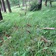 Habitusfoto Carex flacca