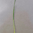 Stängel-/Stammfoto Carex frigida