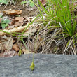 Foto von Besonderheit Carex halleriana