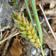 Fruchtfoto Carex hirta