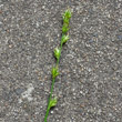 Blütenfoto Carex leersii