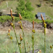Blütenfoto Carex liparocarpos