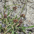 Portraitfoto Carex maritima