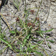 Habitusfoto Carex maritima