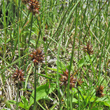 Fruchtfoto Carex maritima