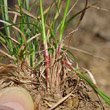 Foto von Besonderheit Carex montana