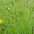 Habitusfoto Carex nigra