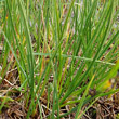 Blätterfoto Carex nigra