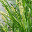 Portraitfoto Carex pallescens