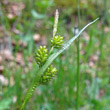 Fruchtfoto Carex pallescens