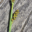 Fruchtfoto Carex panicea