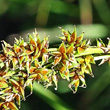 Fruchtfoto Carex paniculata