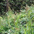 Habitusfoto Carex pendula