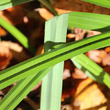 Blätterfoto Carex pendula