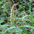 Blütenfoto Carex pendula