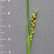 Fruchtfoto Carex pilosa