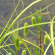 Portraitfoto Carex pseudocyperus