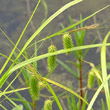 Portraitfoto Carex pseudocyperus