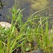 Habitusfoto Carex pseudocyperus