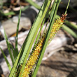 Fruchtfoto Carex rostrata