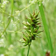 Fruchtfoto Carex spicata