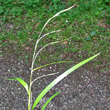 Portraitfoto Carex strigosa