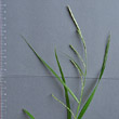Blütenfoto Carex strigosa