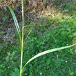 Blätterfoto Carex strigosa