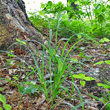 Habitusfoto Carex sylvatica