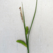 Blütenfoto Carex vesicaria