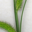 Stängel-/Stammfoto Carex vesicaria