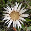 Portraitfoto Carlina acaulis subsp. caulescens