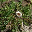 Habitusfoto Carlina acaulis subsp. caulescens